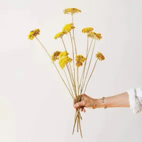 Dried Flowers - Yellow Yarrow